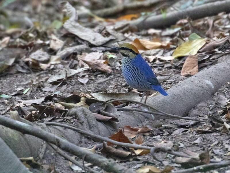 Blue Pitta