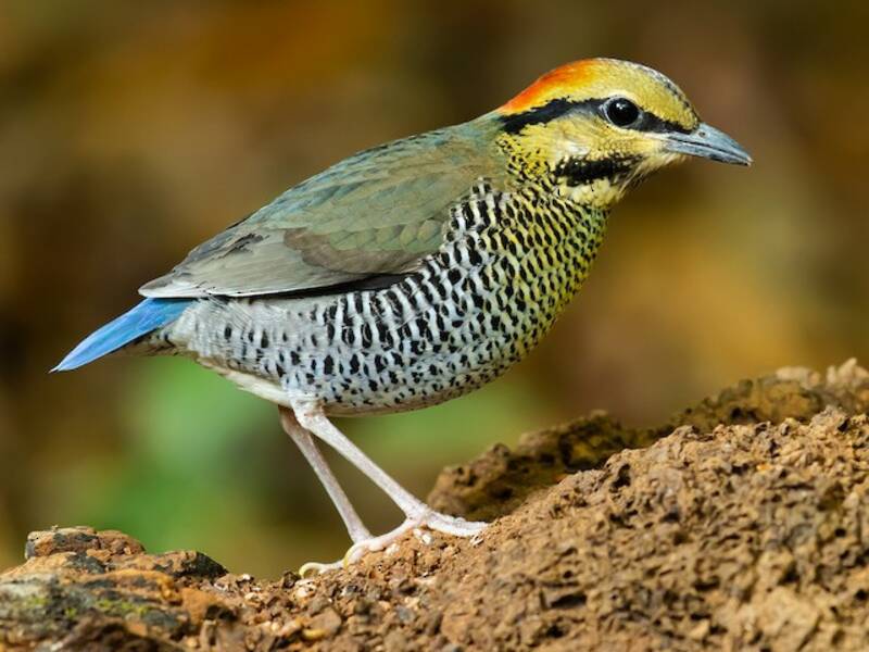 Blue Pitta, 照片 2
