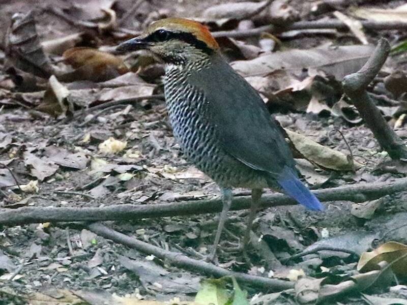 Blue Pitta, 照片 4