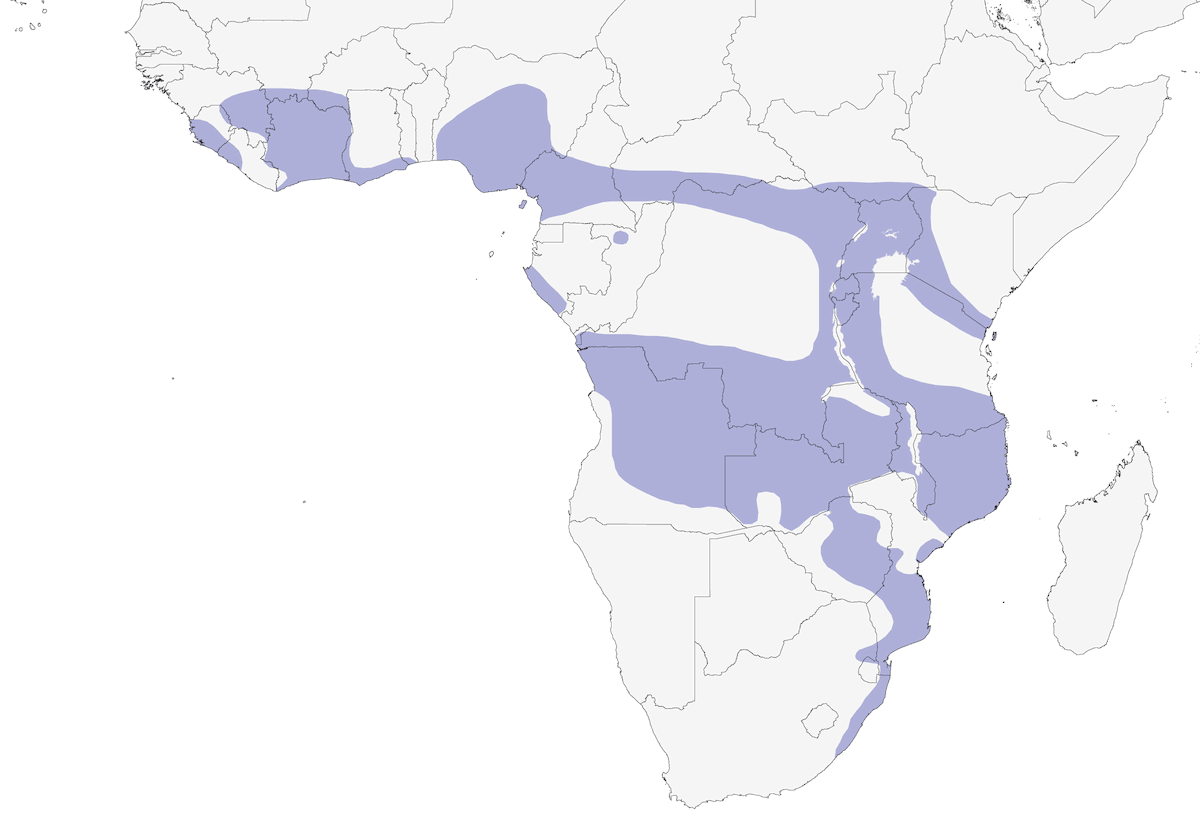 Caille bleue, Distribution 1