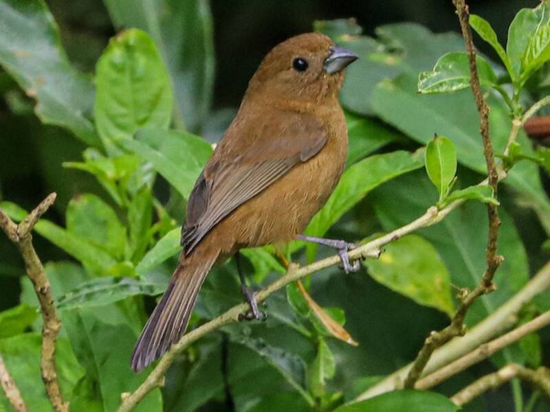 Blue Seedeater