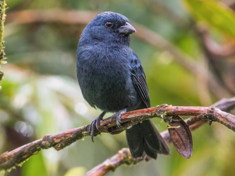 Ecuador-Samenknacker, Fotos 4