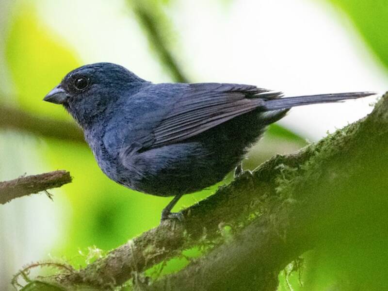 Ecuador-Samenknacker, Fotos 3