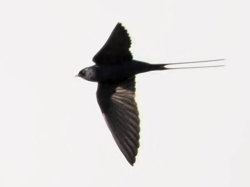 Hirondelle bleue, Photos 4