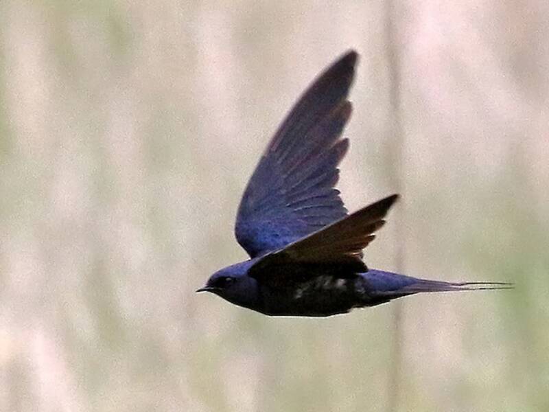 Hirondelle bleue, Photos 3