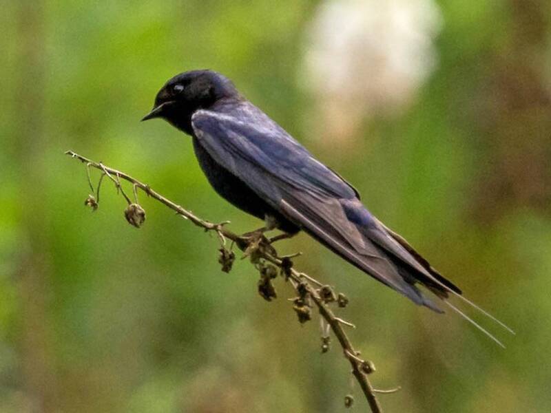 Hirondelle bleue, Photos 2