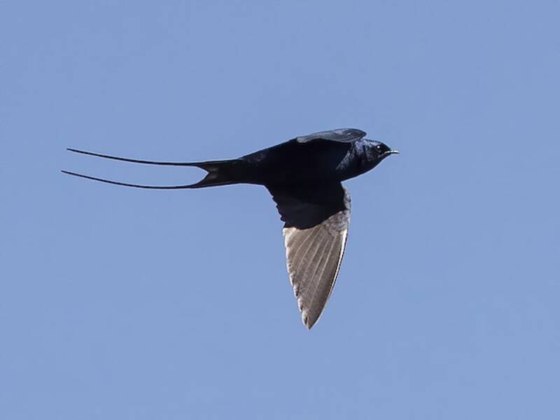 Golondrina Azul Montañesa