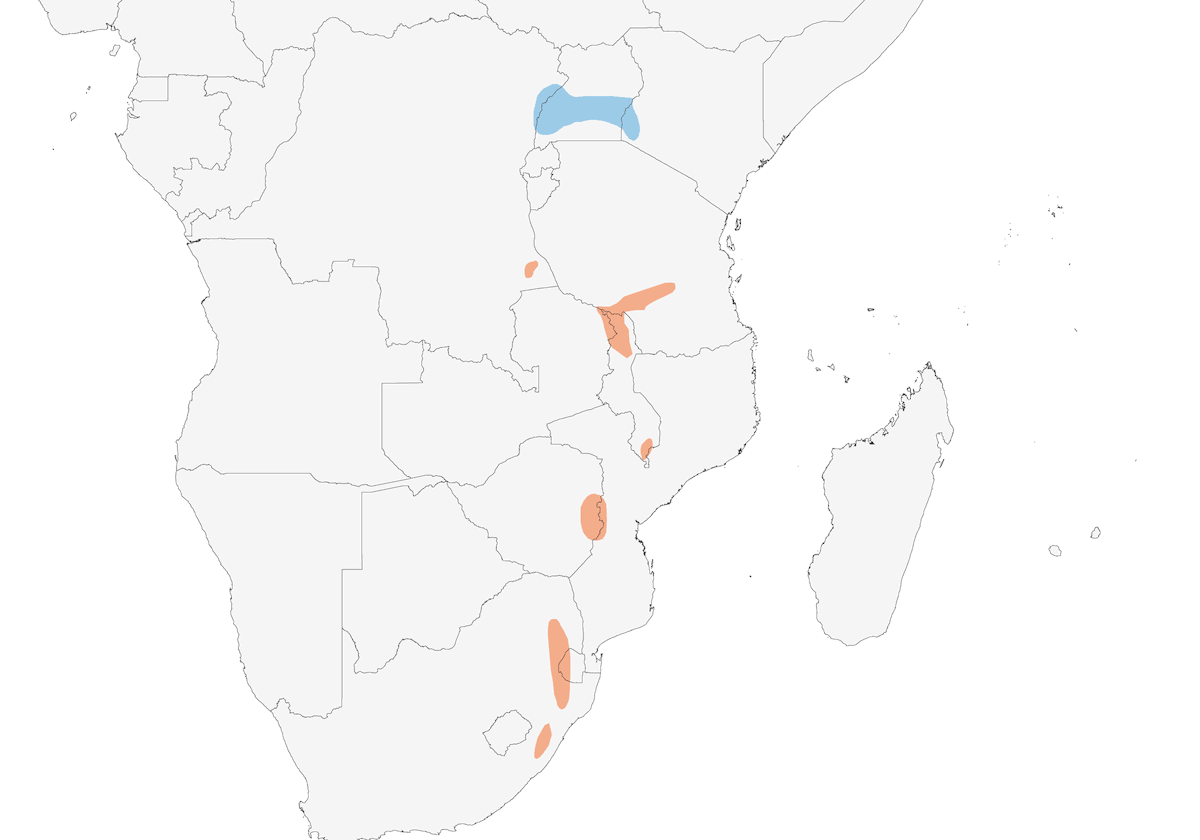 Hirondelle bleue, Distribution 1