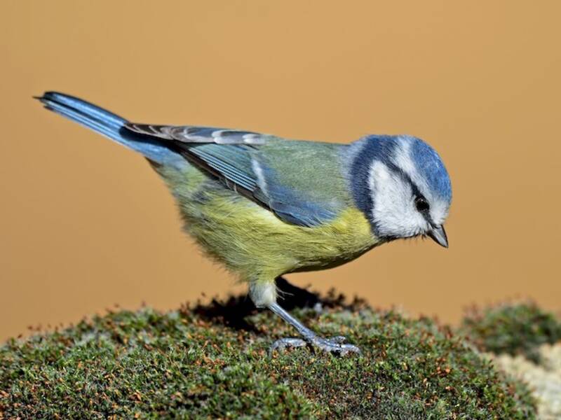 Eurasian Blue Tit (Cyanistes caeruleus)