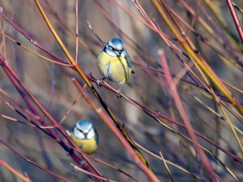 Blaumeise, Fotos 3