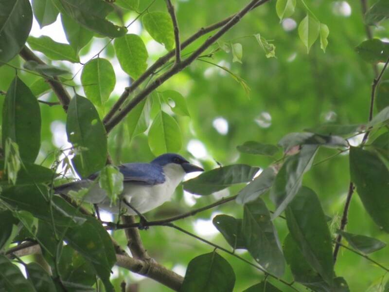 Vanga Azul de Comoras
