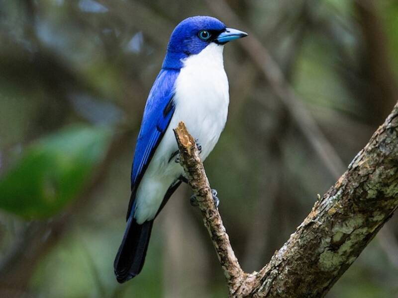 Madagascar Blue Vanga, Photos 3