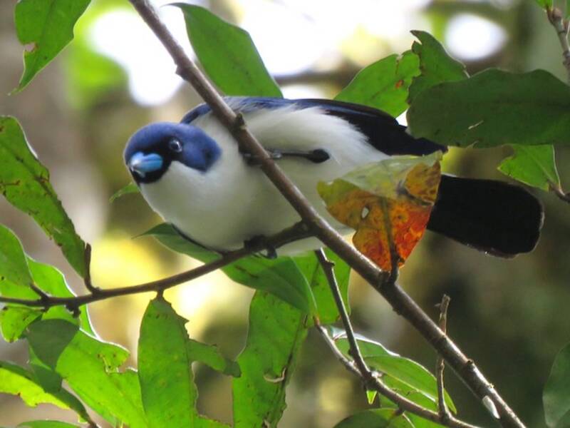Madagascar Blue Vanga, Photos 4