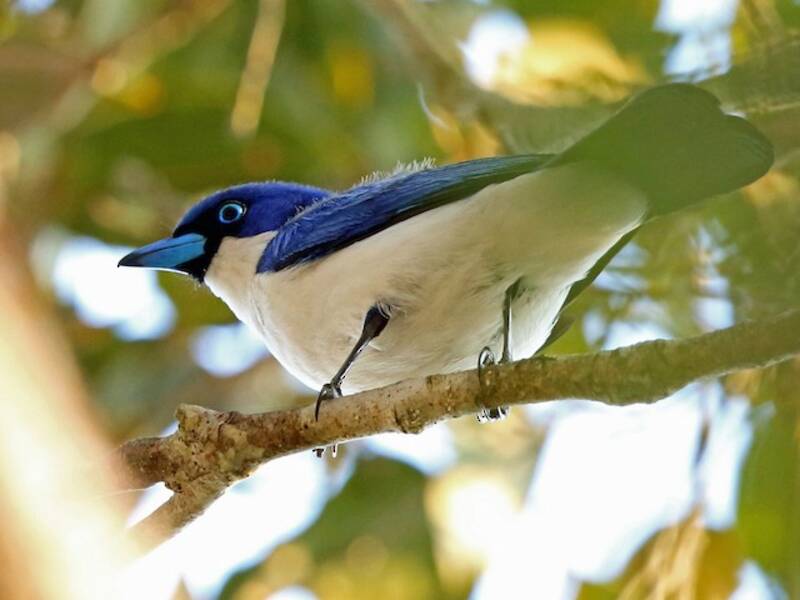 Madagascar Blue Vanga, Photos 2