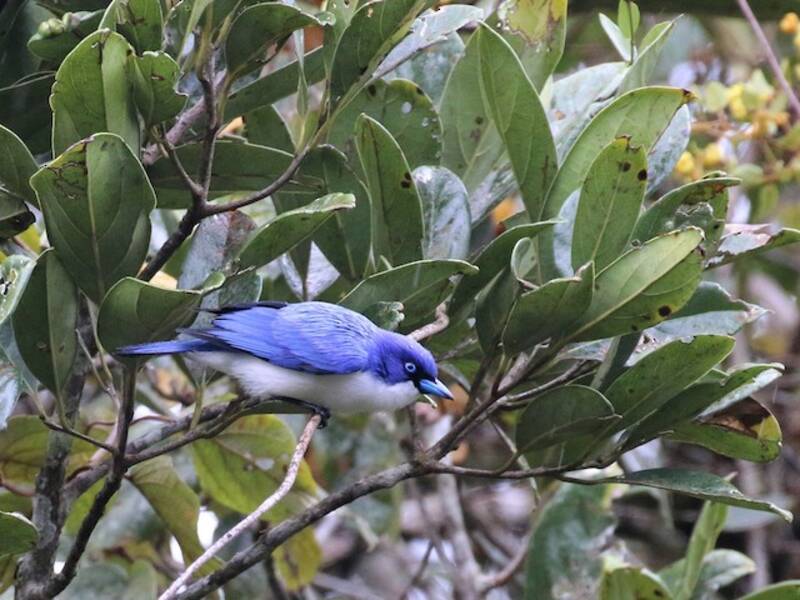 Madagascar Blue Vanga