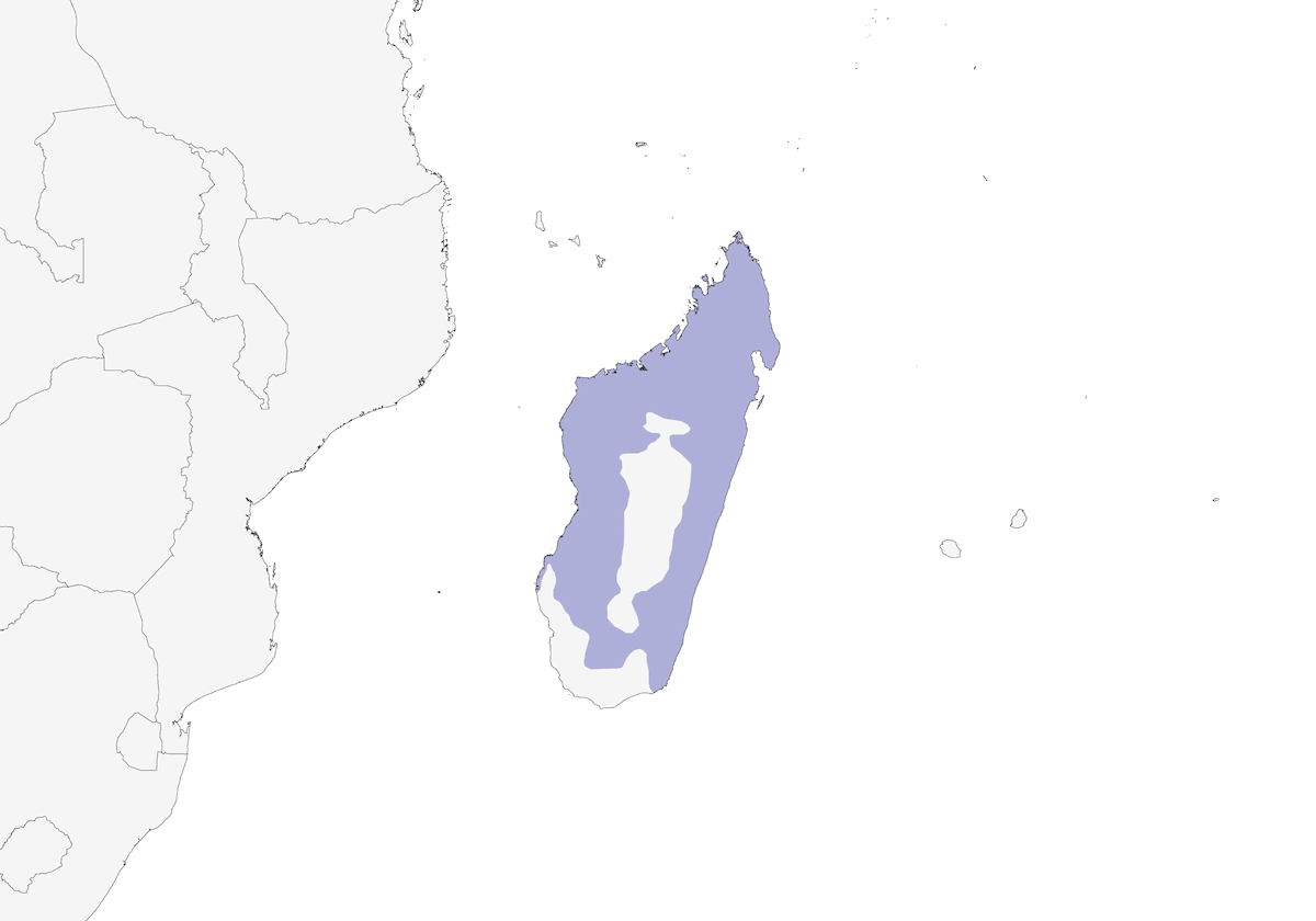 Madagascar Blue Vanga, Distribution 1
