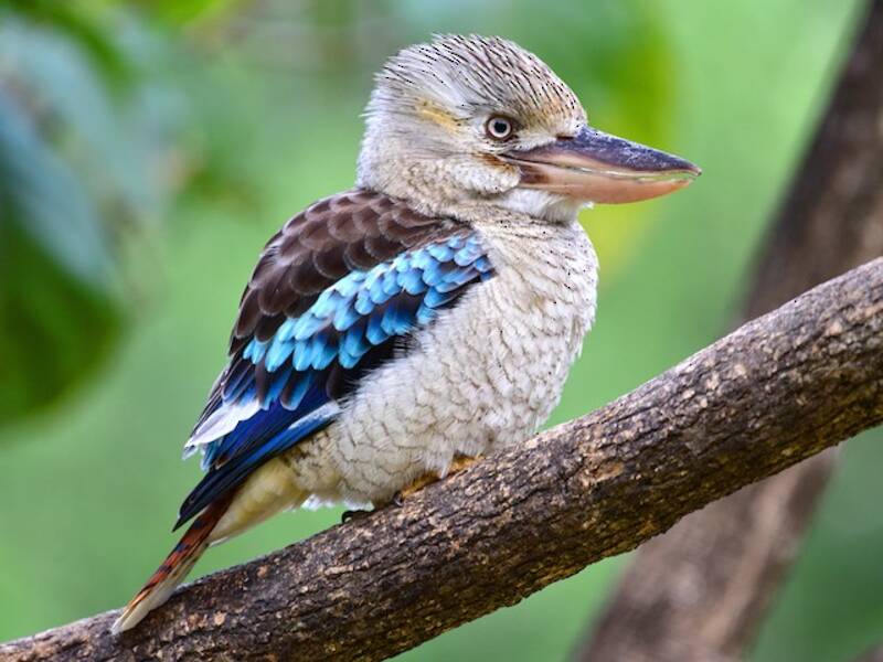 Blue-winged Kookaburra, 照片 3