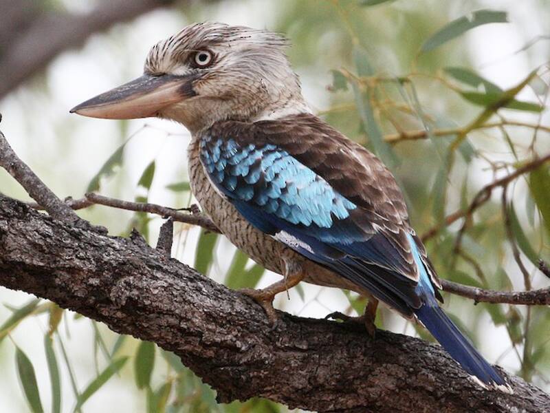 Blue-winged Kookaburra, 照片 4