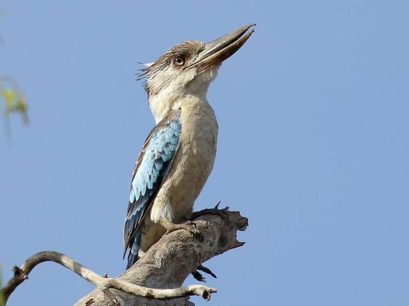 Blauflügel-Kookaburra