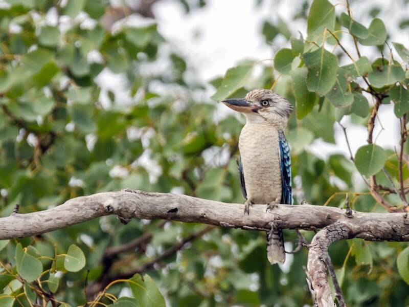 Blue-winged Kookaburra, 照片 2