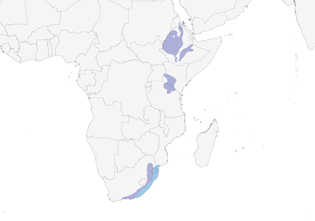 Pavoncella alineri, Distribuzione 1