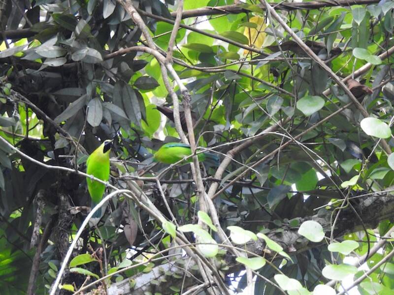 Blue-winged Leafbird
