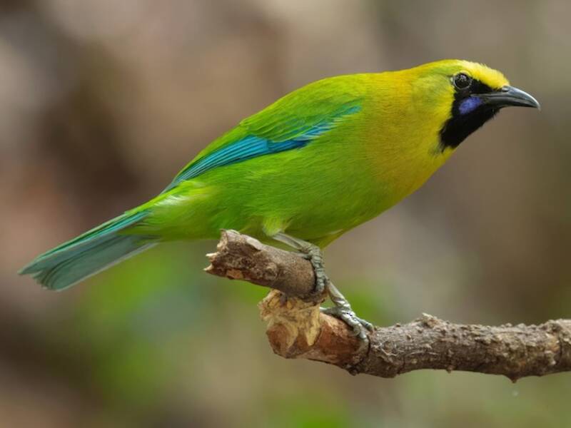 Blue-winged Leafbird, Photos 4