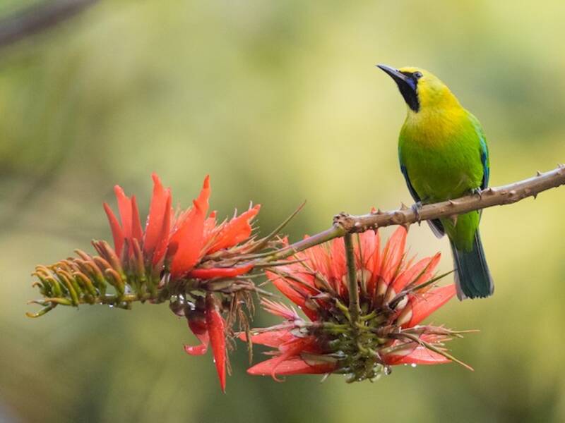 Blue-winged Leafbird, Photos 2