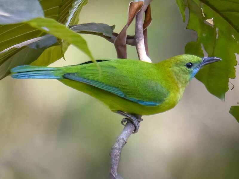 Blue-winged Leafbird, Photos 3