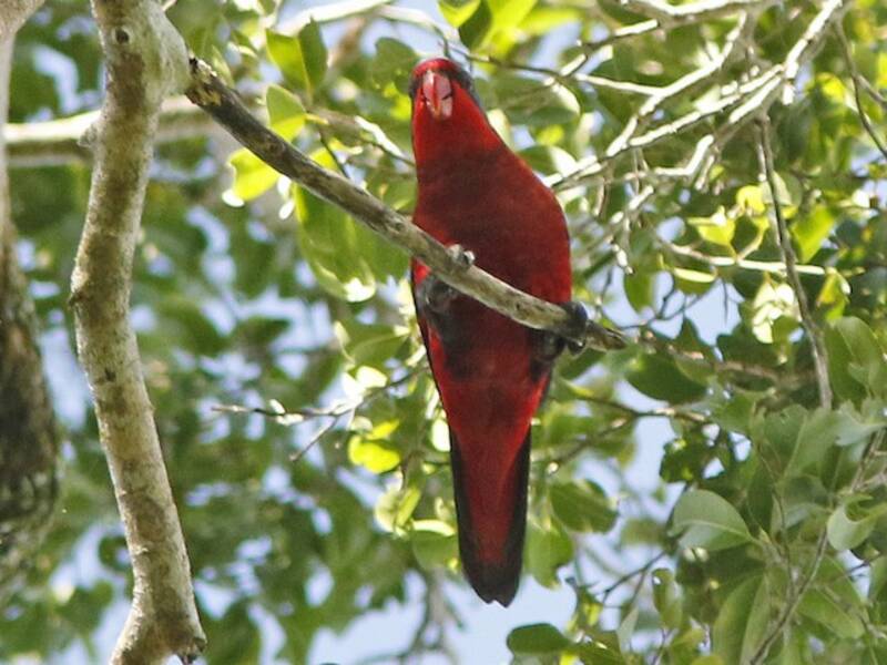 Black-winged Lory