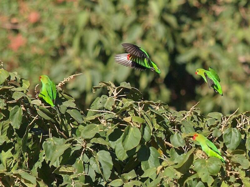 Black-winged Lovebird