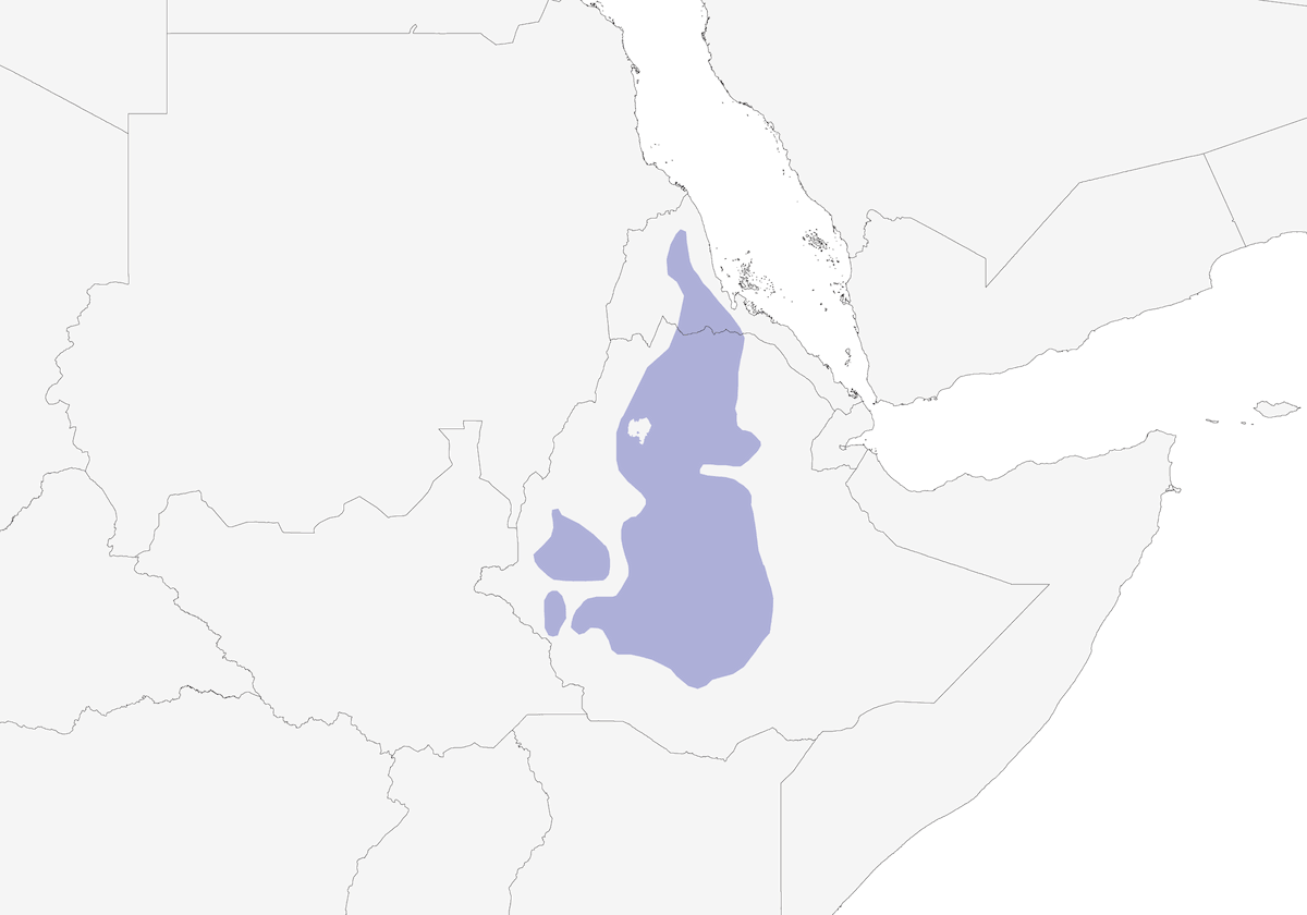 Inseparabile alinerone, Distribuzione 1