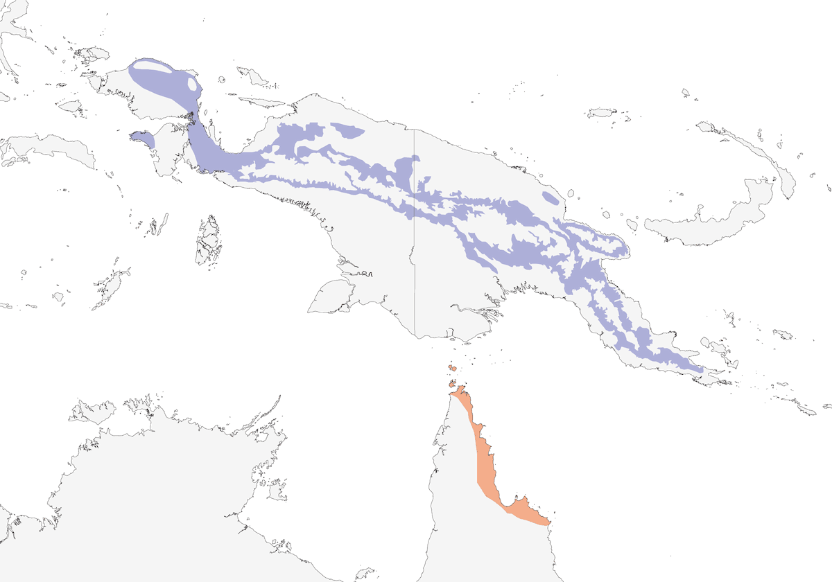 Monarca Alinegro, Distribución 1