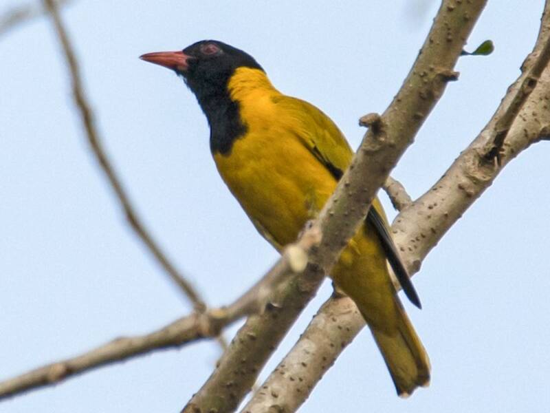 Oropéndola alinegra, Fotos 3