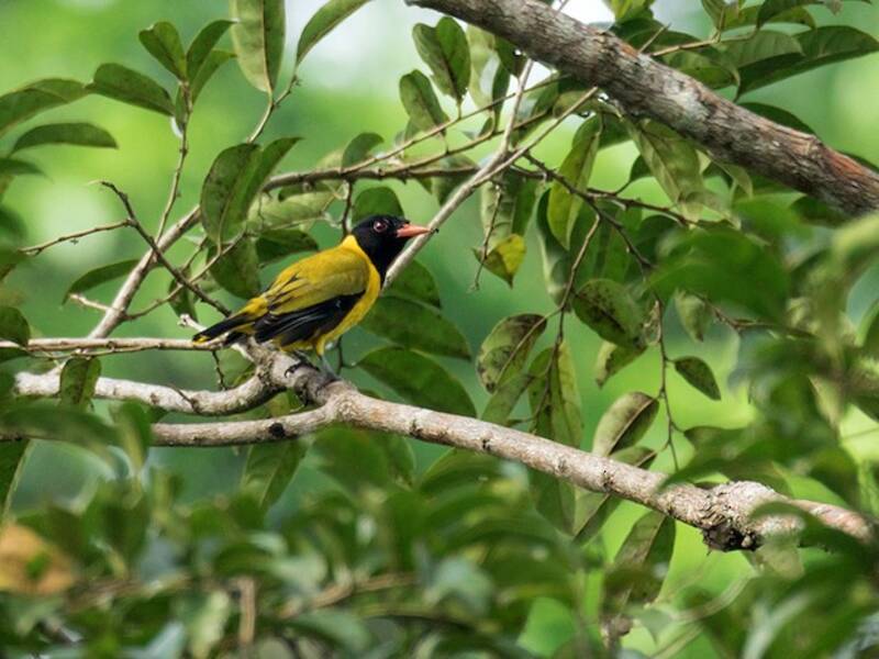 Oropéndola alinegra, Fotos 4
