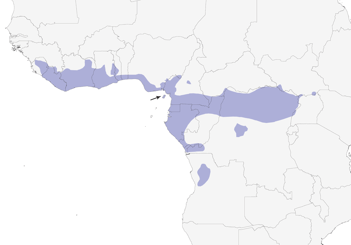 Oropéndola alinegra, Distribución 1