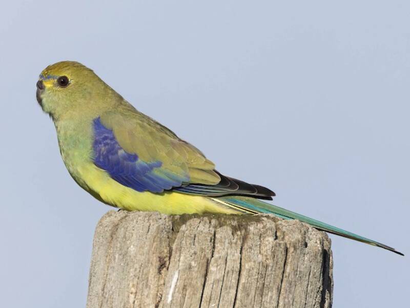 Blue-winged Parrot, 照片 4