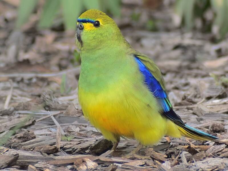 Blue-winged Parrot, 照片 2