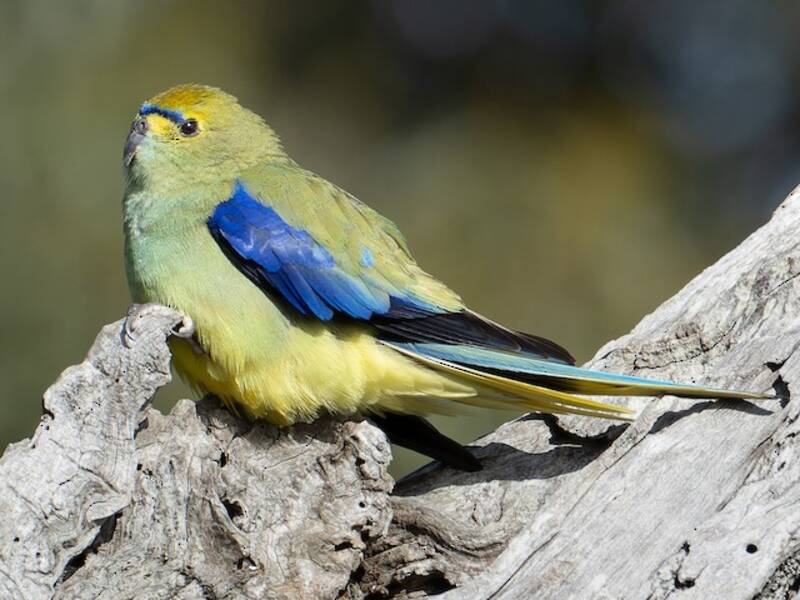 Blue-winged Parrot