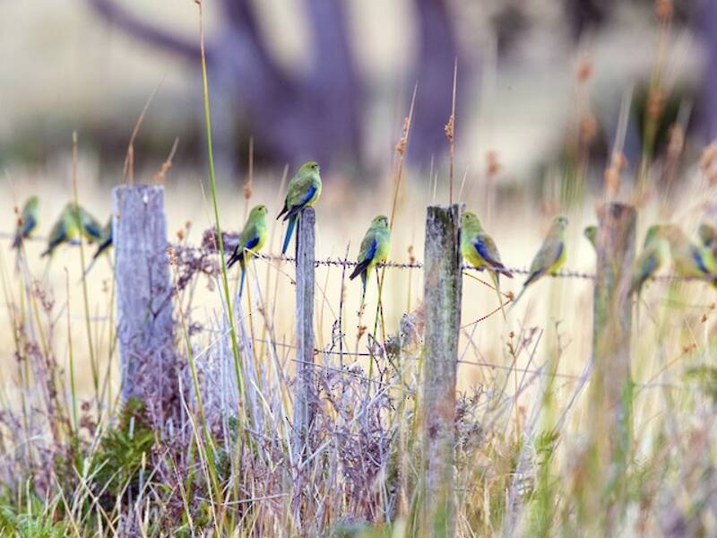 Blue-winged Parrot, 照片 3