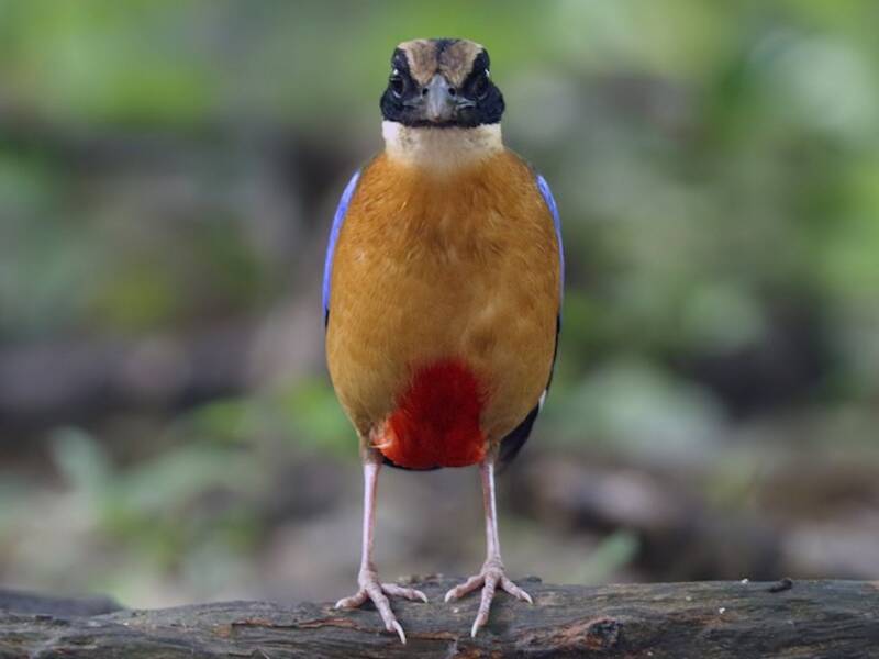 Blue-winged Pitta, 照片 3