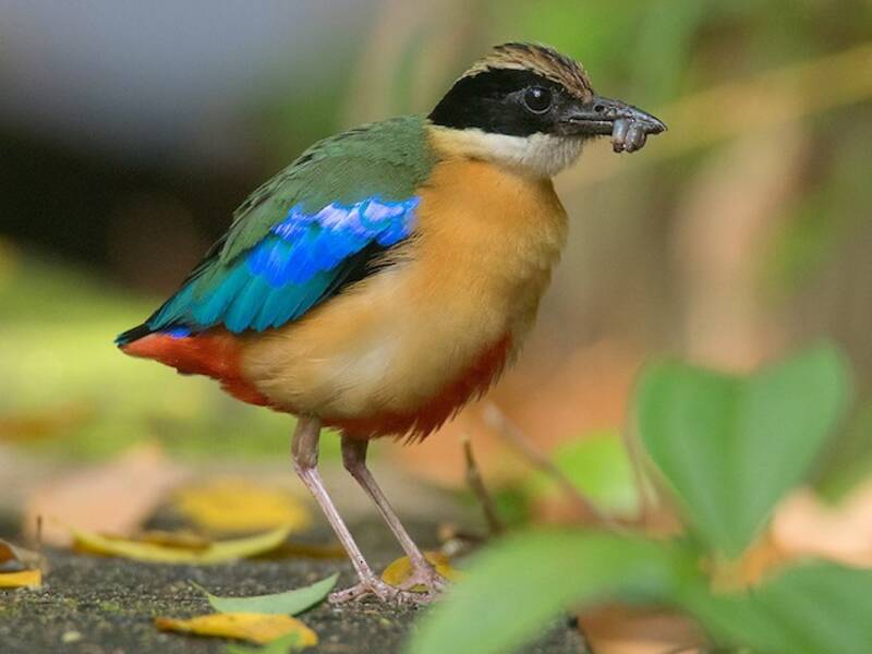 Blue-winged Pitta, 照片 4