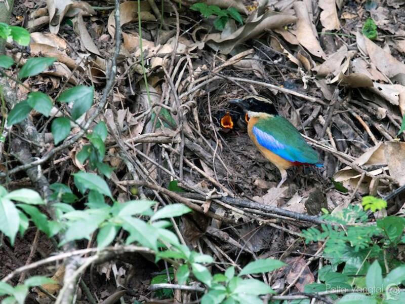 Blue-winged Pitta, 照片 2