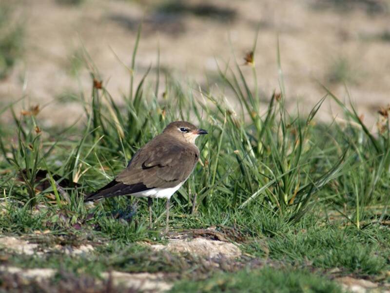 Black-winged Pratincole