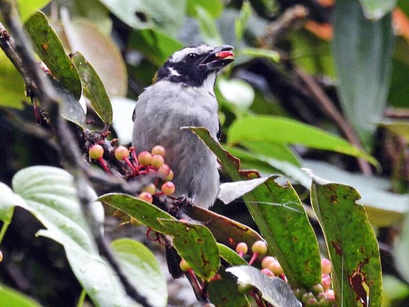 Saltador alinegro, Fotos 2