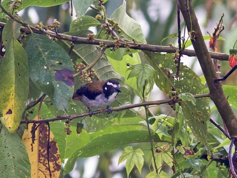 Black-winged Saltator