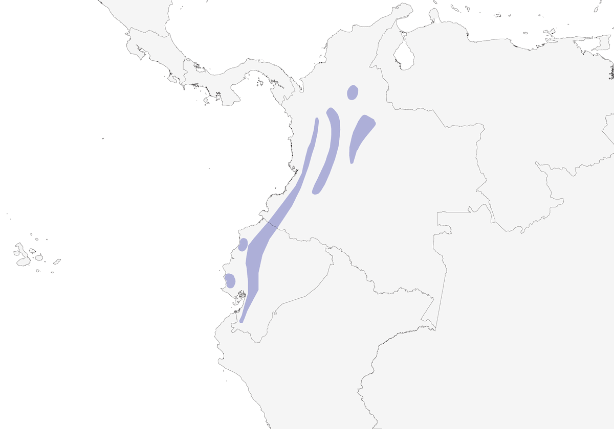 Saltador alinegro, Distribución 1
