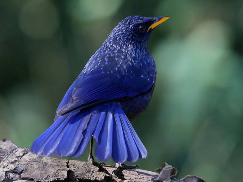 Tordo fischietto blu, Foto 3