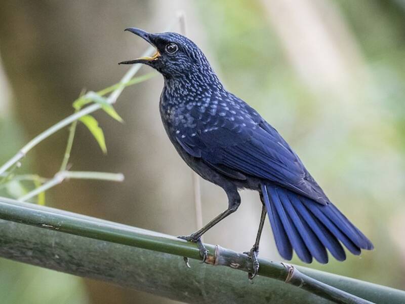 Zorzal Silbador Azul