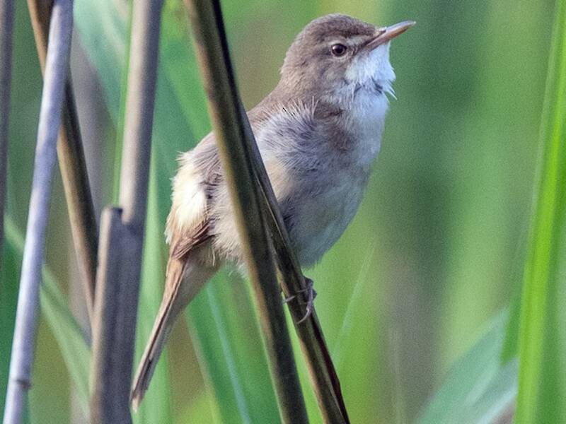Blunt-winged Warbler